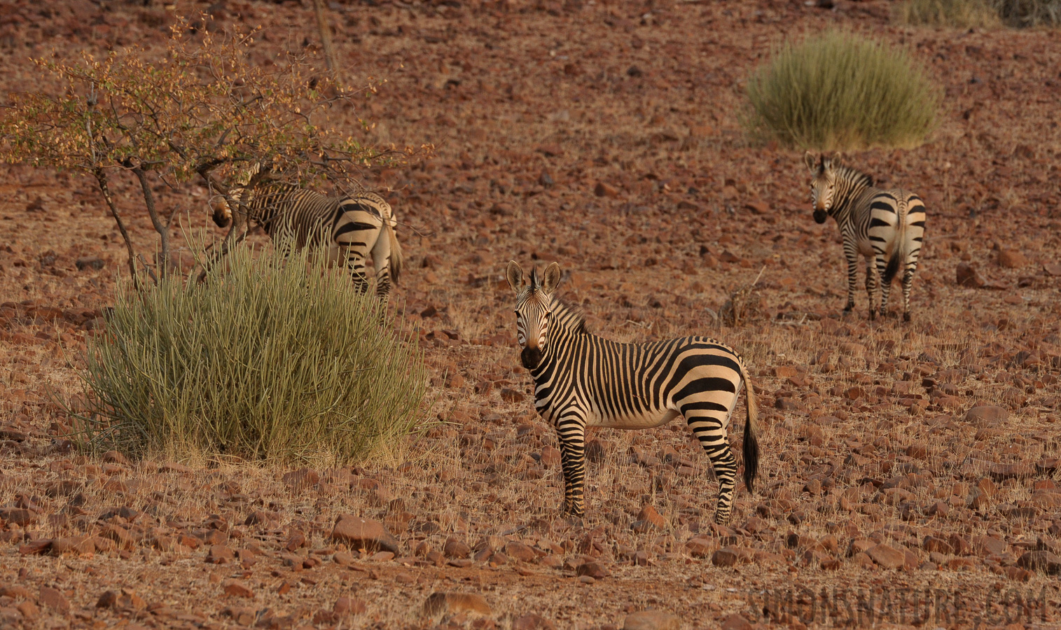 Equus zebra hartmannae [400 mm, 1/640 sec at f / 9.0, ISO 1250]